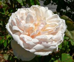 Rosa Madame Alfred Carriere 1.jpg