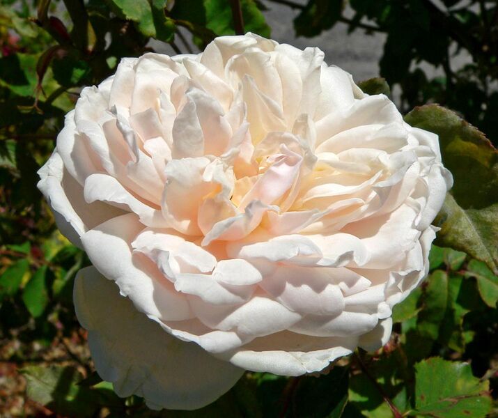 File:Rosa Madame Alfred Carriere 1.jpg