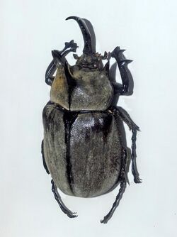 Scarabaeidae - Megasoma anubis.JPG