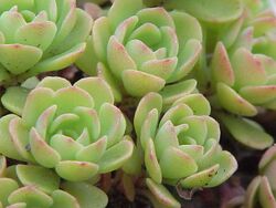 Sedum glaucophyllum0.jpg