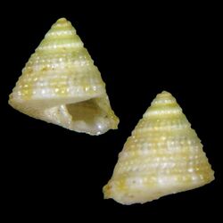 Shell Calliobasis gemmata.jpg