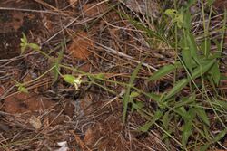 Silene campanulata 4618.JPG