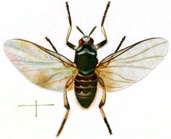 Simulium trifasciatum adult (British Entomology by John Curtis- 765).png