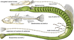 Some derived traits in pipefishes and their relatives.webp