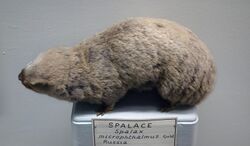 Spalax microphthalmus - Museo Civico di Storia Naturale Giacomo Doria - Genoa, Italy - DSC02852.JPG