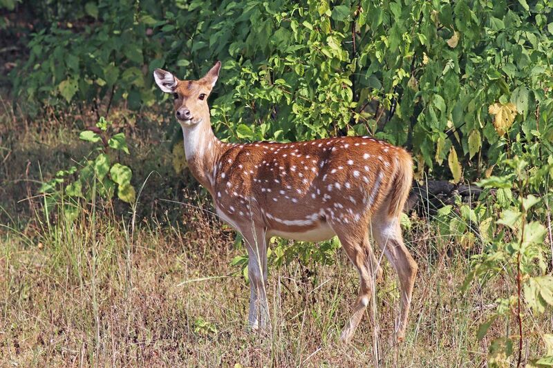 File:Spotted deer (Axis axis) female.jpg
