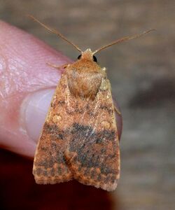 Sunira bicolorago - Bicolored Sallow Moth (10567398176).jpg