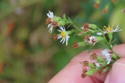 Symphyotrichum racemosum 100199528.jpg