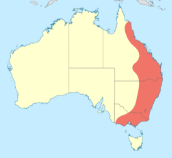 Map showing distribution of Synlestes in eastern Australia