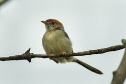 Tabora ( Long-tailed ) Cisticola - Uganda H8O2802 (17294759186).jpg