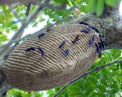Tattoo Jep - This hornet's nest resembles or has the shape of a tattoo or armadillo.jpg