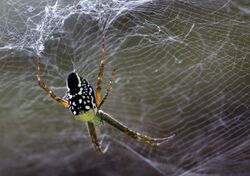 Tent Spider in Cairns - Cyrtophora moluccensis.jpg
