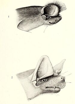 The American Museum Congo expedition collection of bats (1917) (18160554071).jpg