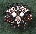 Gasteracantha.mammosa.female.1.-.tanikawa.jpg
