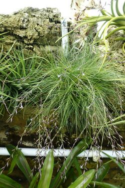 Tillandsia filifolia - Lyman Plant House, Smith College - DSC01970.jpg