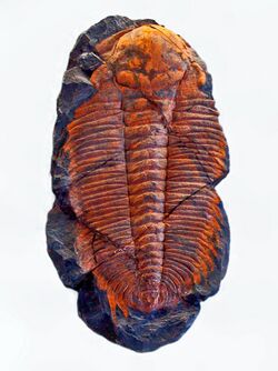 Trilobites - Hydrocephalus carens.JPG