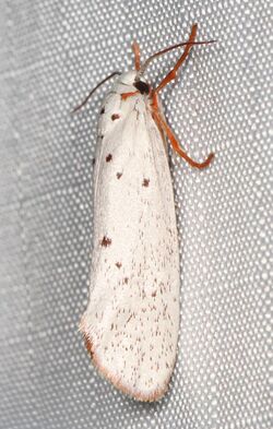 Tropical Burnet Moth - Lactura basistriga, Sapelo Island, Georgia.jpg
