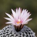 Turbinicarpus × mombergeri (7079446129).jpg