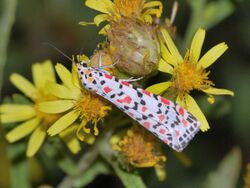 Utetheisa pulchella on Dittrichia viscosa 1.JPG