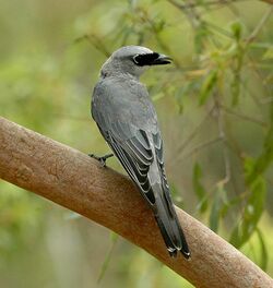 Manus cuckooshrike is a species of bird in the family Campephagidae. It is found in the Admiralty Islands. Its natural habitats are subtropical or tropical moist lowland forest, subtropical or tropical mangrove forest, and subtropical or tropical mo
