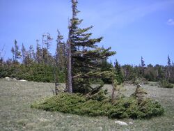 Windswept trees in Colorado.jpg