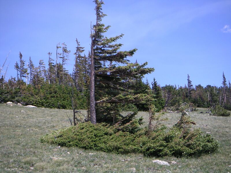 File:Windswept trees in Colorado.jpg