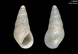 Zebinella punctifera (MNHN-IM-2000-28381).jpeg