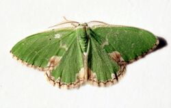 (1667) Blotched Emerald (Comibaena bajularia) (4746927506).jpg