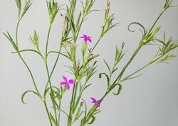 (MHNT) Dianthus armeria - Plant habit.jpg