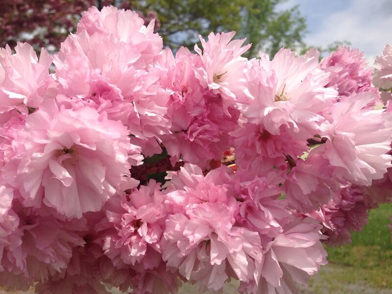 File:2014-05-10 12 34 11 Flowering Cherry along New Jersey Route 29 in Hopewell Township, New Jersey.JPG