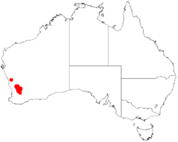 Acacia phaeocalyxDistMap689.png