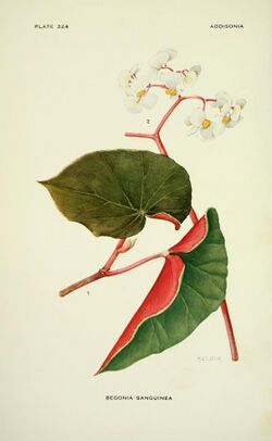 Addisonia - colored illustrations and popular descriptions of plants (1916-(1964)) (16746933936).jpg