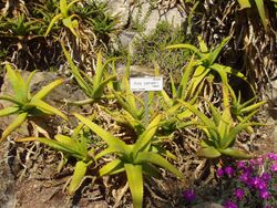 Aloe camperi (Villa Hanbury, Italy).JPG