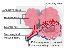 An alveolus, is an anatomical structure that has the form of a hollow cavity. Mainly found in the lung, the pulmonary alveoli are spherical outcroppings of the respiratory bronchioles and are the.png