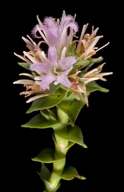 Andersonia sprengelioides - Flickr - Kevin Thiele.jpg