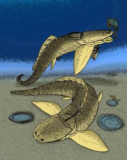 Angarichthys hyperboreus.JPG