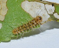Anomoeotes nigrivenosus (larvae).jpg