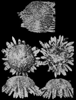 Arbaciella elegans - Planche XI (Koehler, 1914) (cropped).jpg