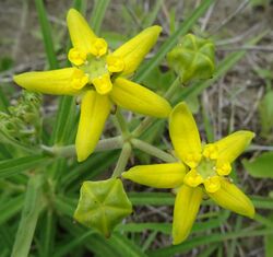 Asclepiadaceae sp. Metuge (11745736646).jpg