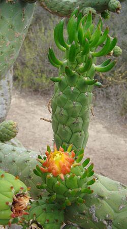 Austrocylindropuntia subulata (8408906339).jpg