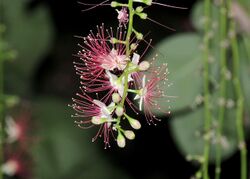 Barringtonia acutangula flower.jpg