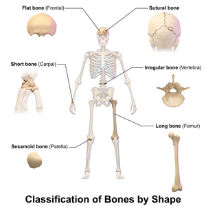 One way to classify bones is by their shape or appearance.