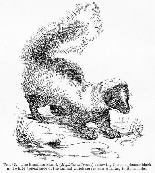 File:Brazilian Skunk from Edward Bagnall Poulton Colours of Animals 1890.jpg