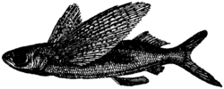Britannica Flying-fish Exocoetus callopterus.png