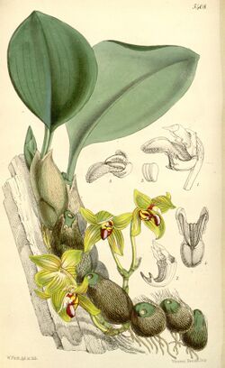 Bulbophyllum psittacoglossum (as Sarcopodium psittacoglossum) - Curtis' 89 (Ser. 3 no. 19) pl. 5408 (1863).jpg