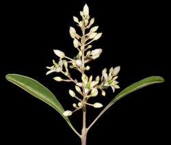 Bursaria occidentalis - Flickr - Kevin Thiele (1).jpg