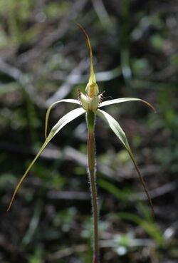 Caladenia arenaria.jpg