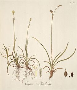 Carex michelii illustration (01) (cropped).jpg