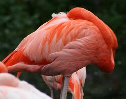 Caribbean Flamingo2 (Phoenicopterus ruber) (0424) - Relic38.jpg