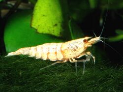 Caridina-cf-cantonensis-snow-white.jpg